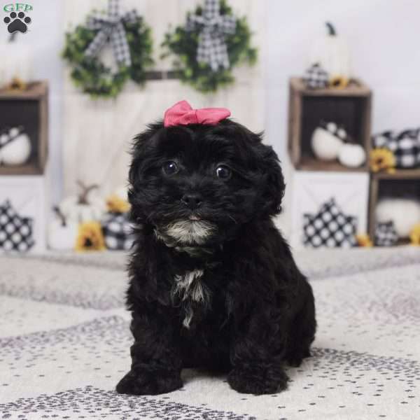 Bella, Havapoo Puppy